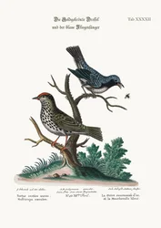 Der Goldkronenwaldsänger und der Blaue Fliegenschnäpper, 1749-73